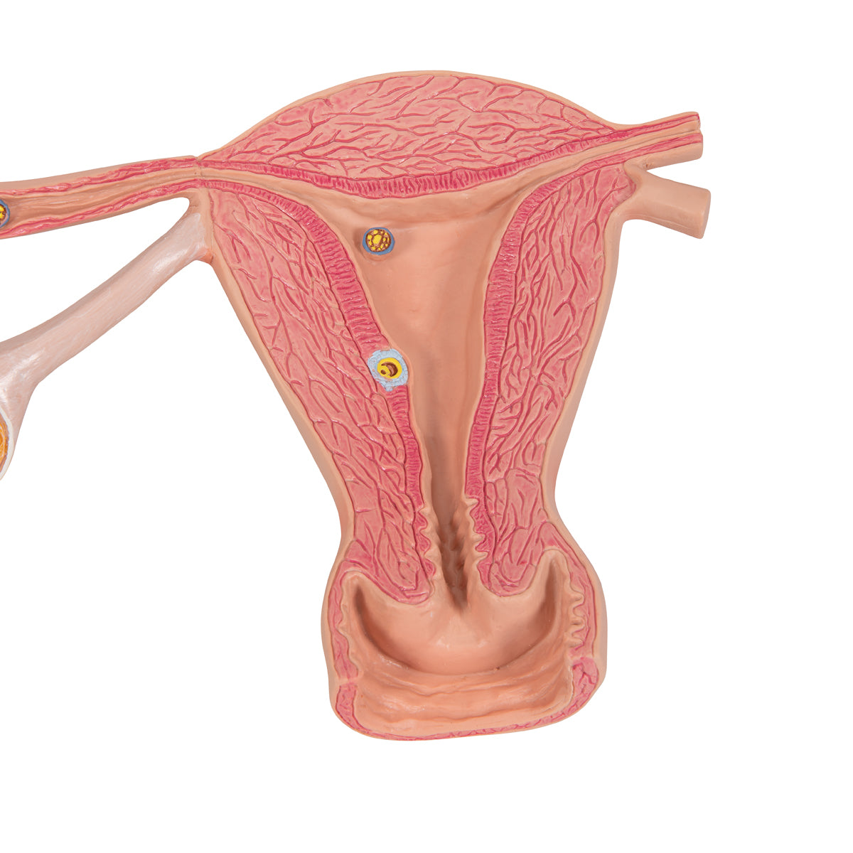 Ovaries & Fallopian Tubes Model with Stages of Fertilization, 2-times magnified