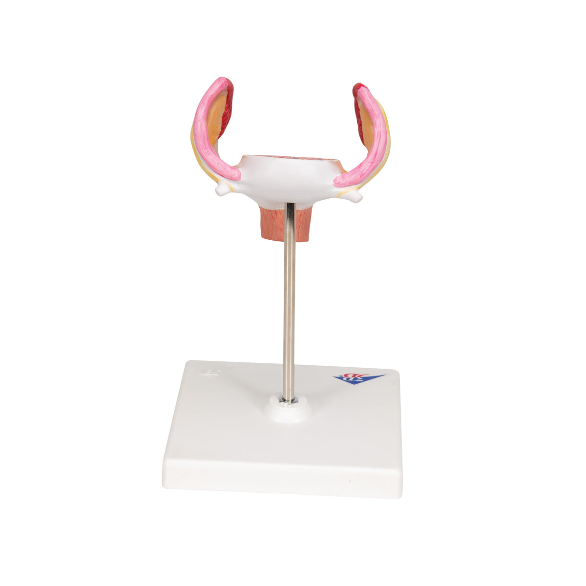 Embryo Model, 1st Month