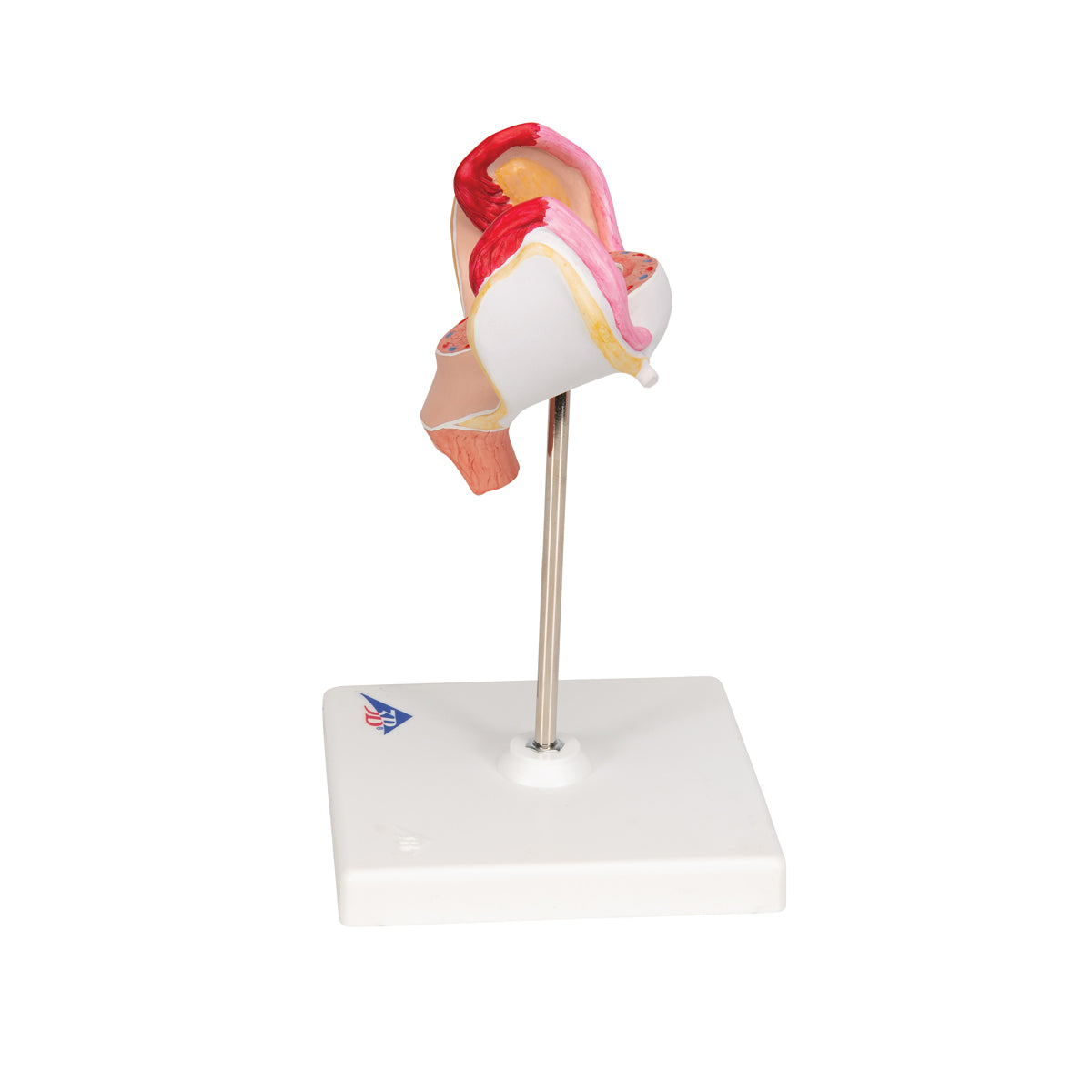 Embryo Model, 1st Month