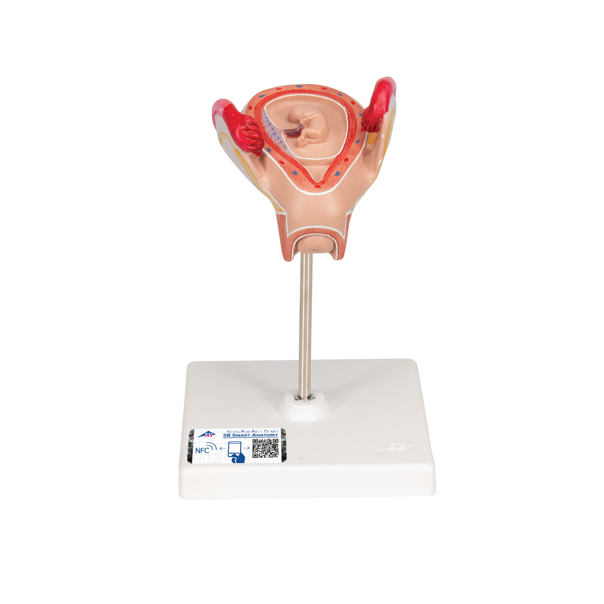 Embryo Model, 2nd Month
