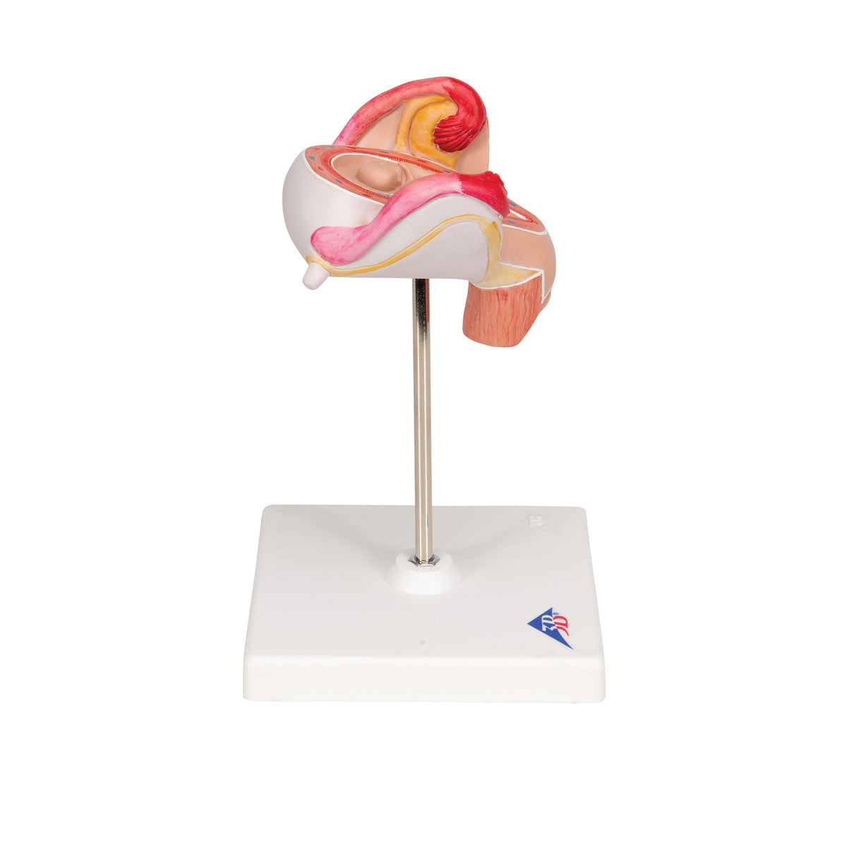 Embryo Model, 2nd Month
