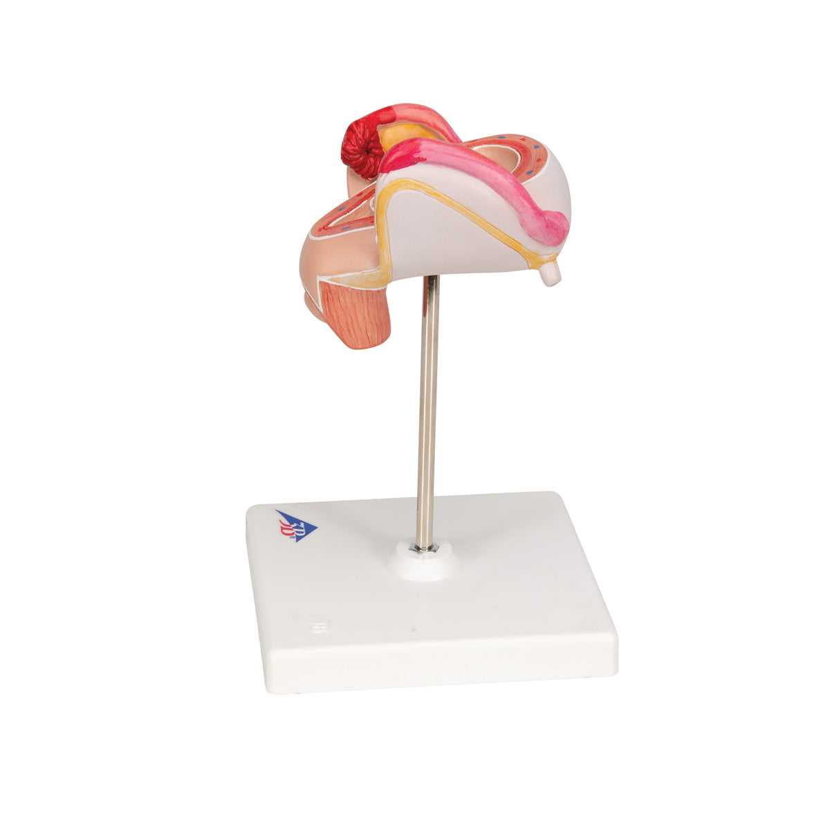 Embryo Model, 2nd Month