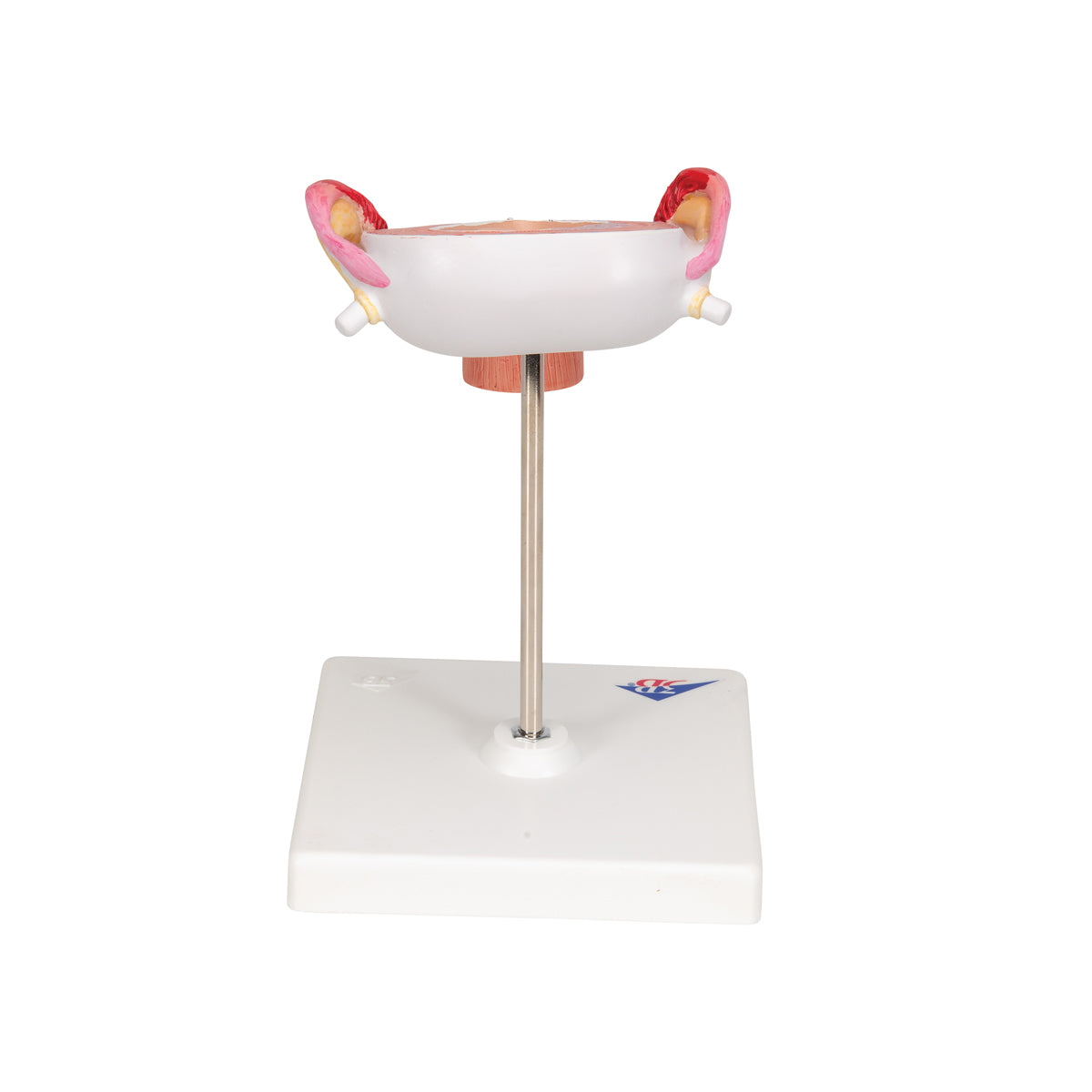 Fetus Model, 3rd Month