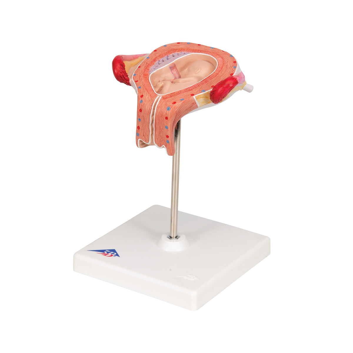 Fetus Model, 3rd Month