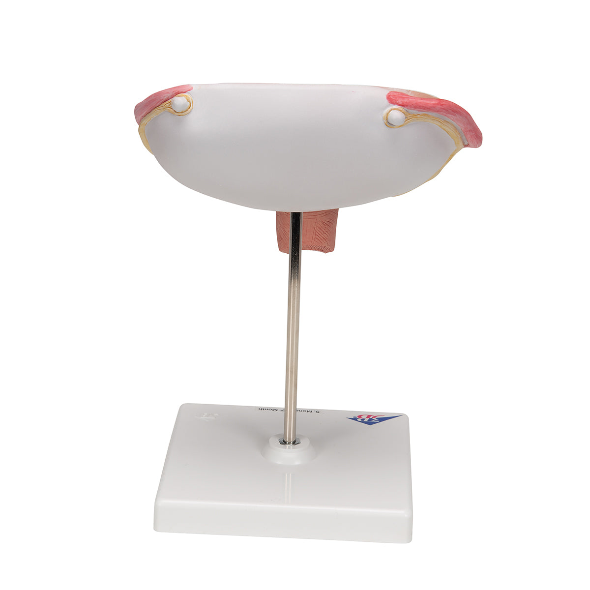 Fetus Model, 5th Month in Dorsal Position