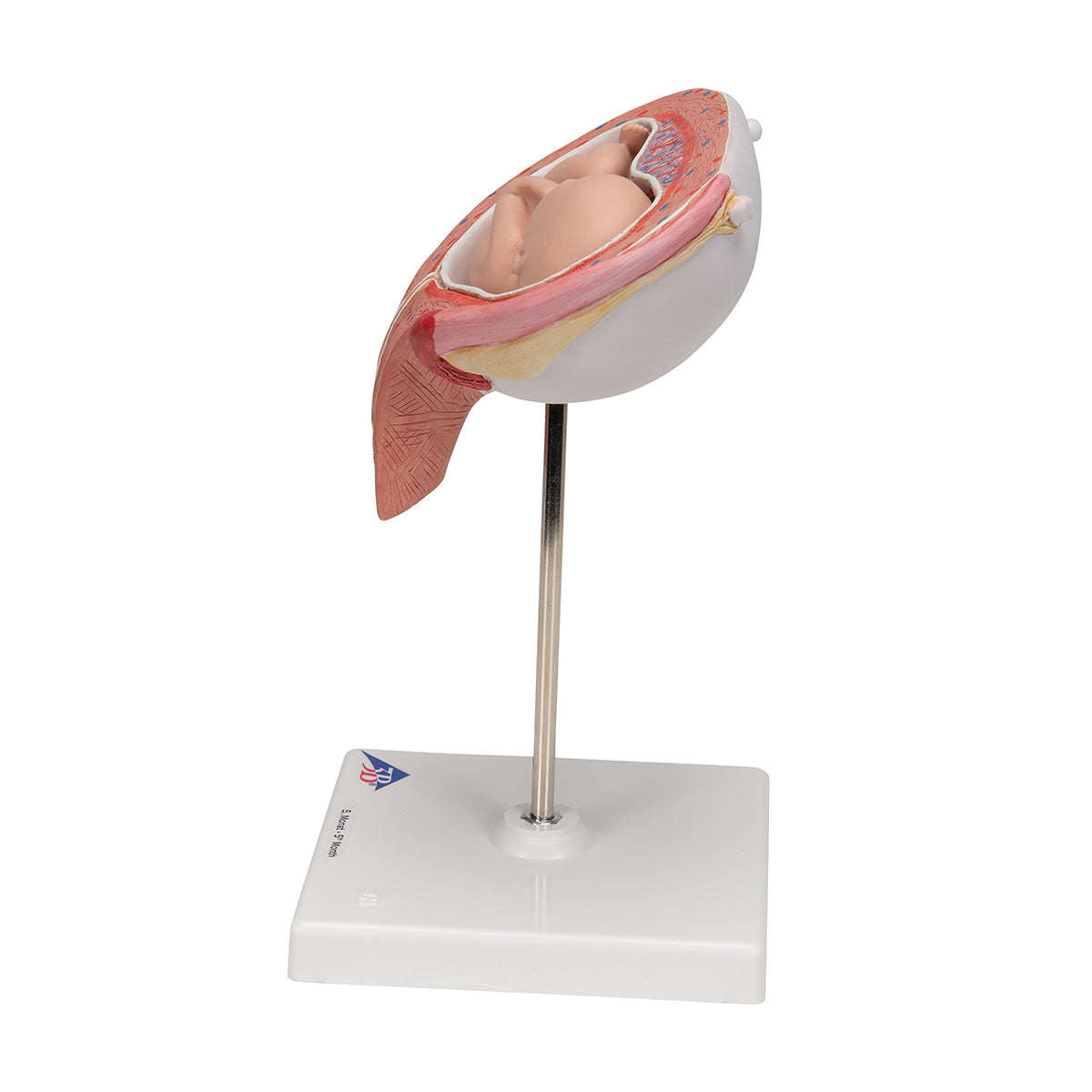 Fetus Model, 5th Month in Dorsal Position