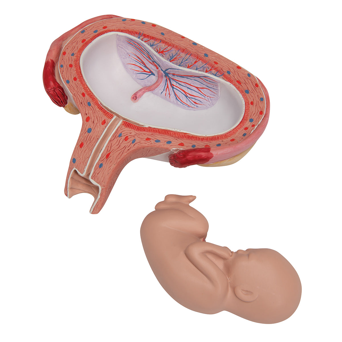 Fetus Model, 5th Month in Dorsal Position