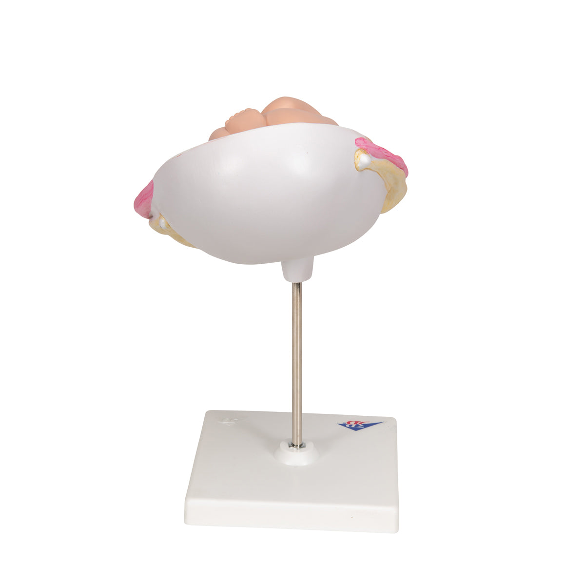 Fetus Model, 7th Month