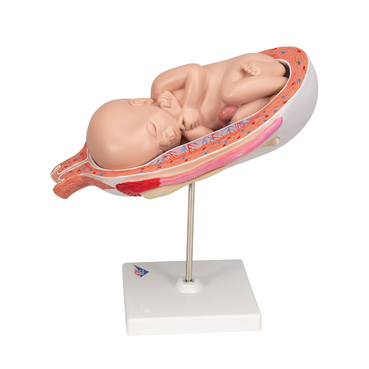 Fetus Model, 7th Month