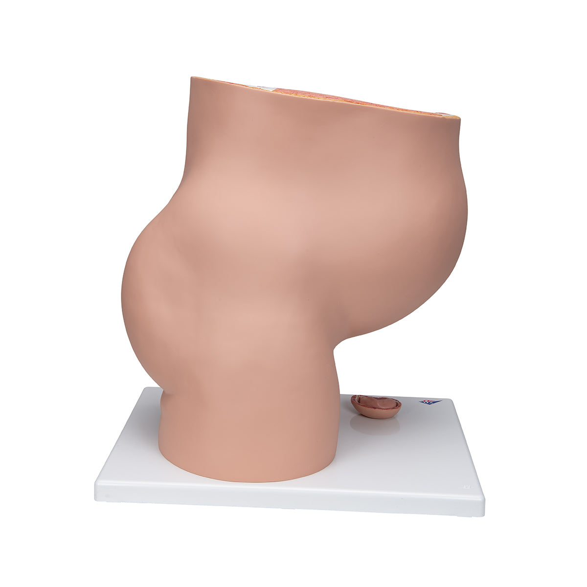 Pregnancy Pelvis Model in Median Section with Removable Fetus (40 weeks), 3 part - 3B Scientific L20, view 2