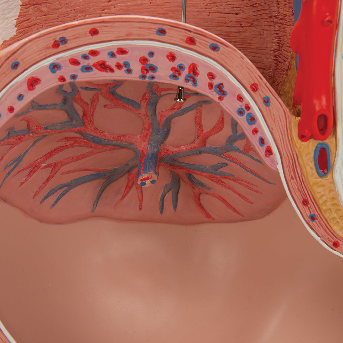 Pregnancy Pelvis Model in Median Section with Removable Fetus (40 weeks), 3 part - 3B Scientific L20, view 4