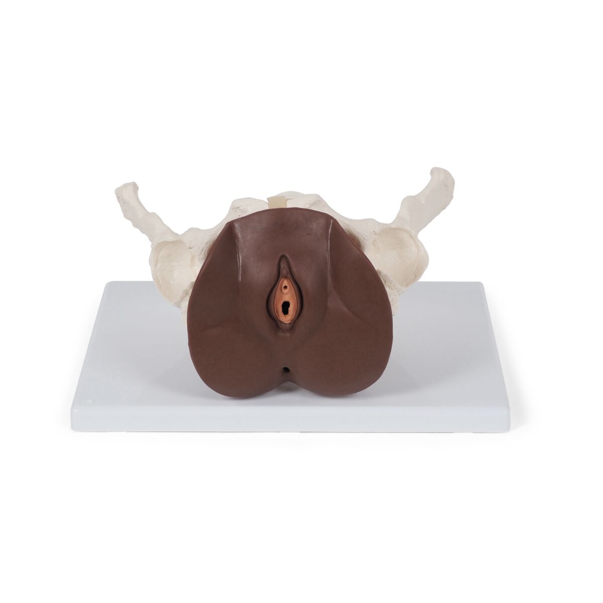 Female Pelvis Skeleton with Genital Organs, dark skin, 3 part