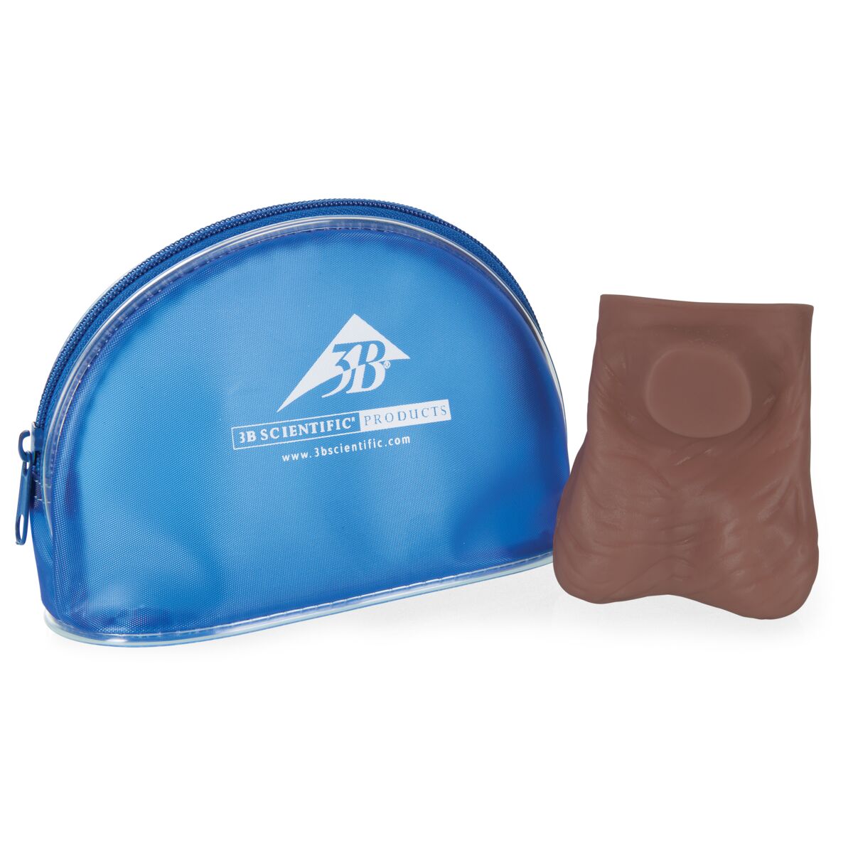 Testicle Model, Dark Skin