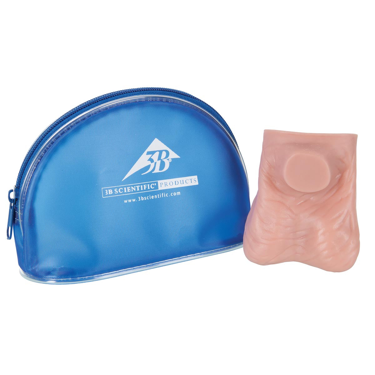 Testicle Model, Light Skin