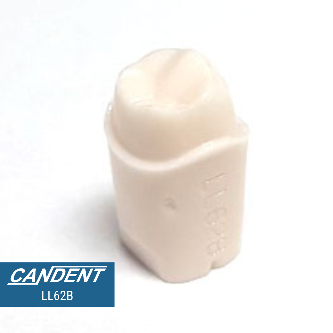 200 Series Pre-prepared Teeth