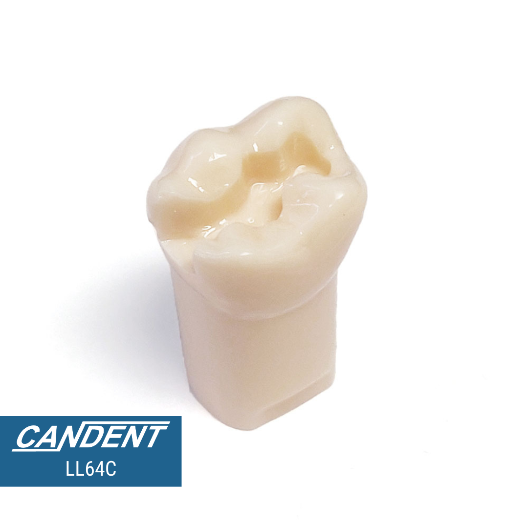 200 Series Pre-prepared Teeth