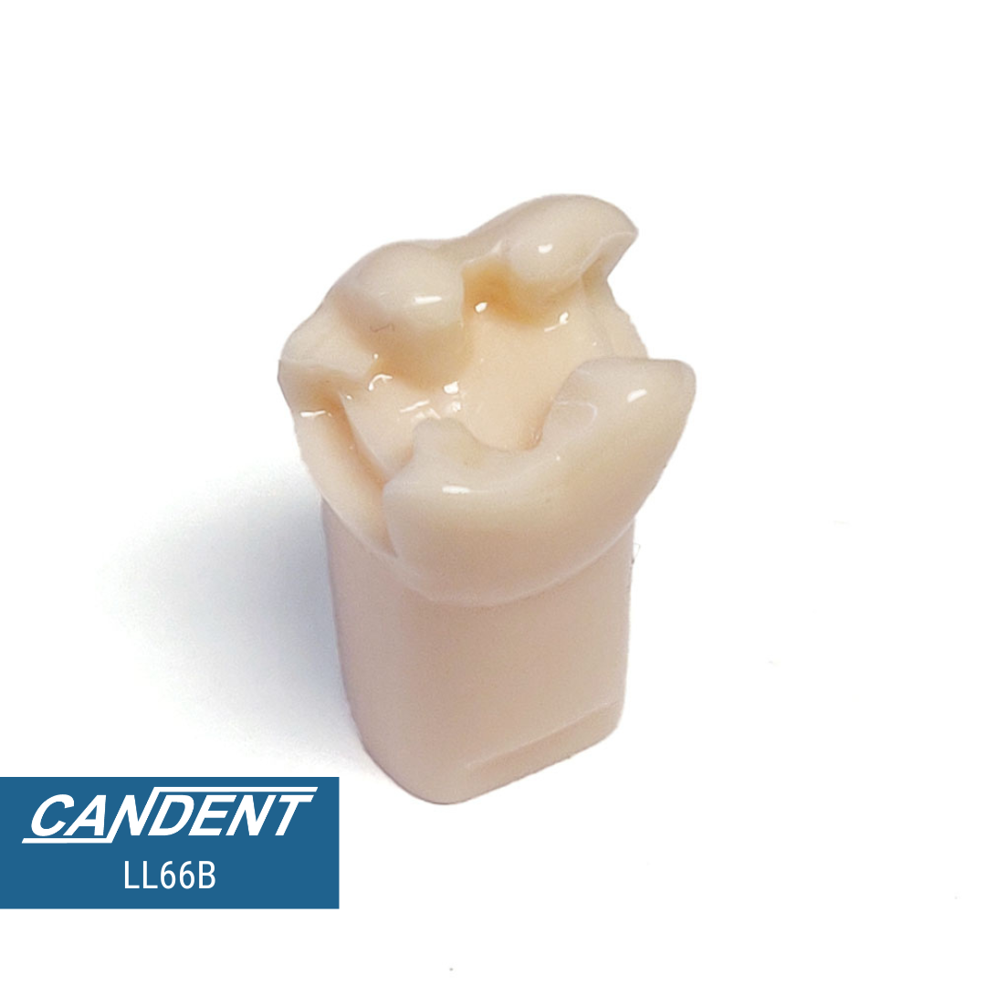 200 Series Pre-prepared Teeth