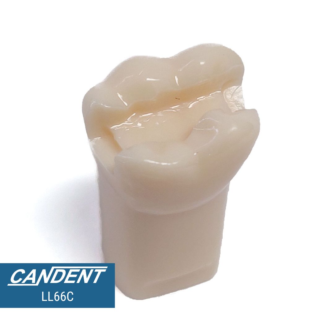 200 Series Pre-prepared Teeth