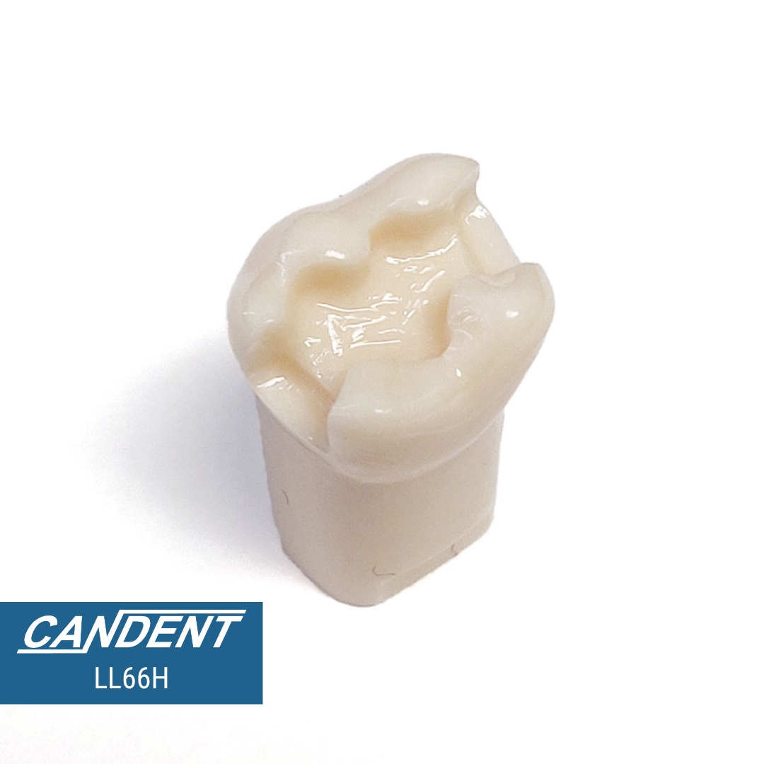 200 Series Pre-prepared Teeth