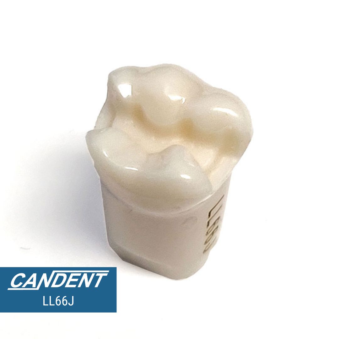 200 Series Pre-prepared Teeth