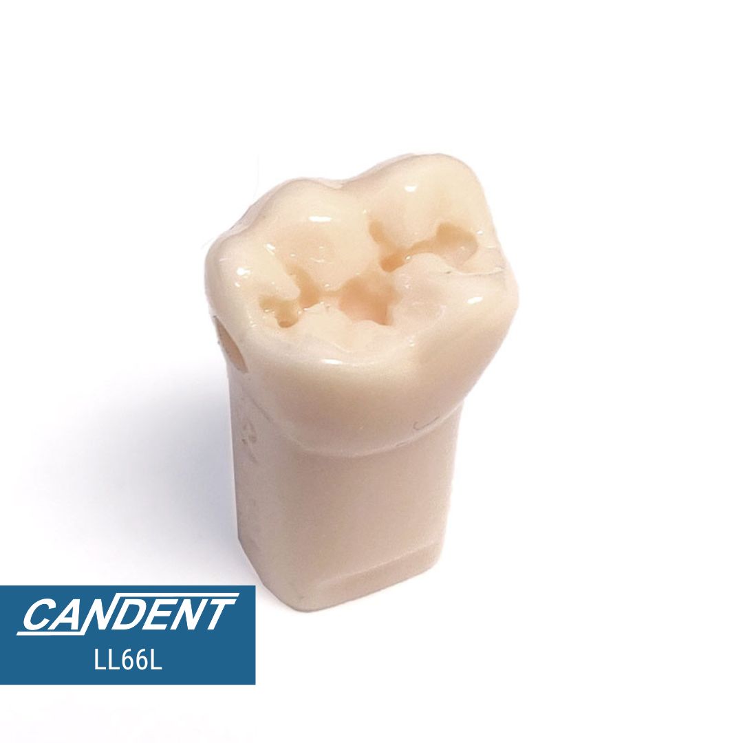 200 Series Pre-prepared Teeth