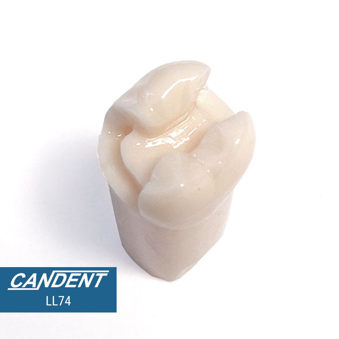 200 Series Pre-prepared Teeth