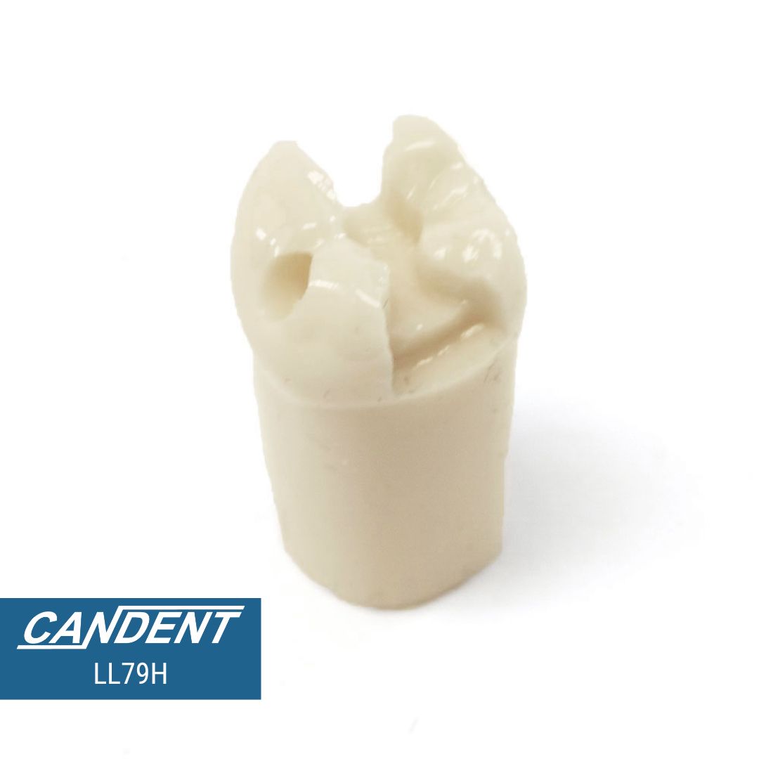 200 Series Pre-prepared Teeth