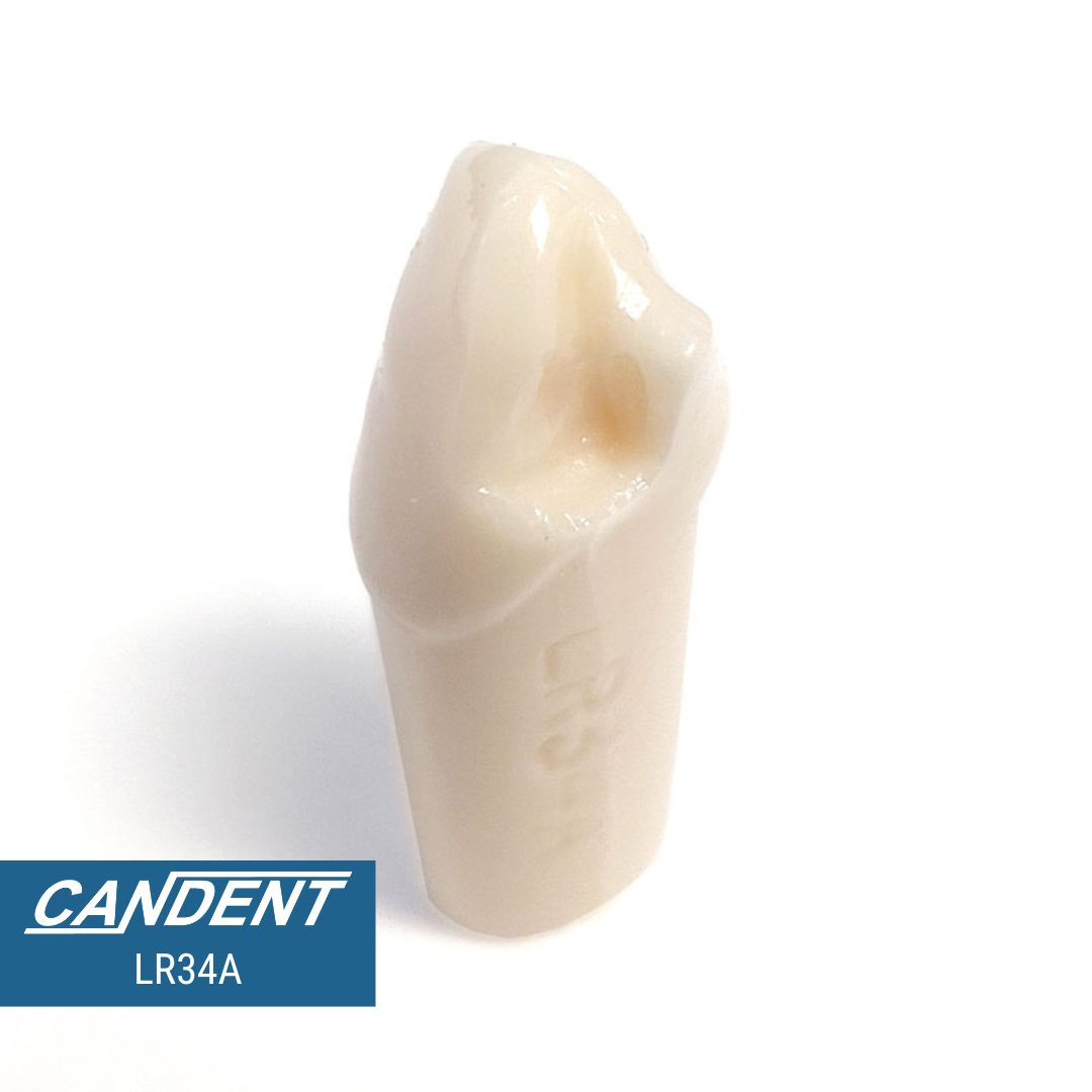 200 Series Pre-prepared Teeth