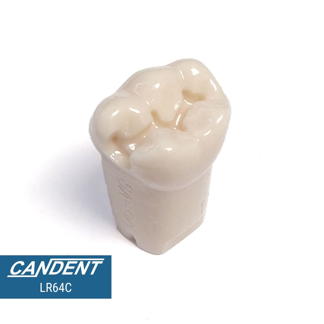 200 Series Pre-prepared Teeth