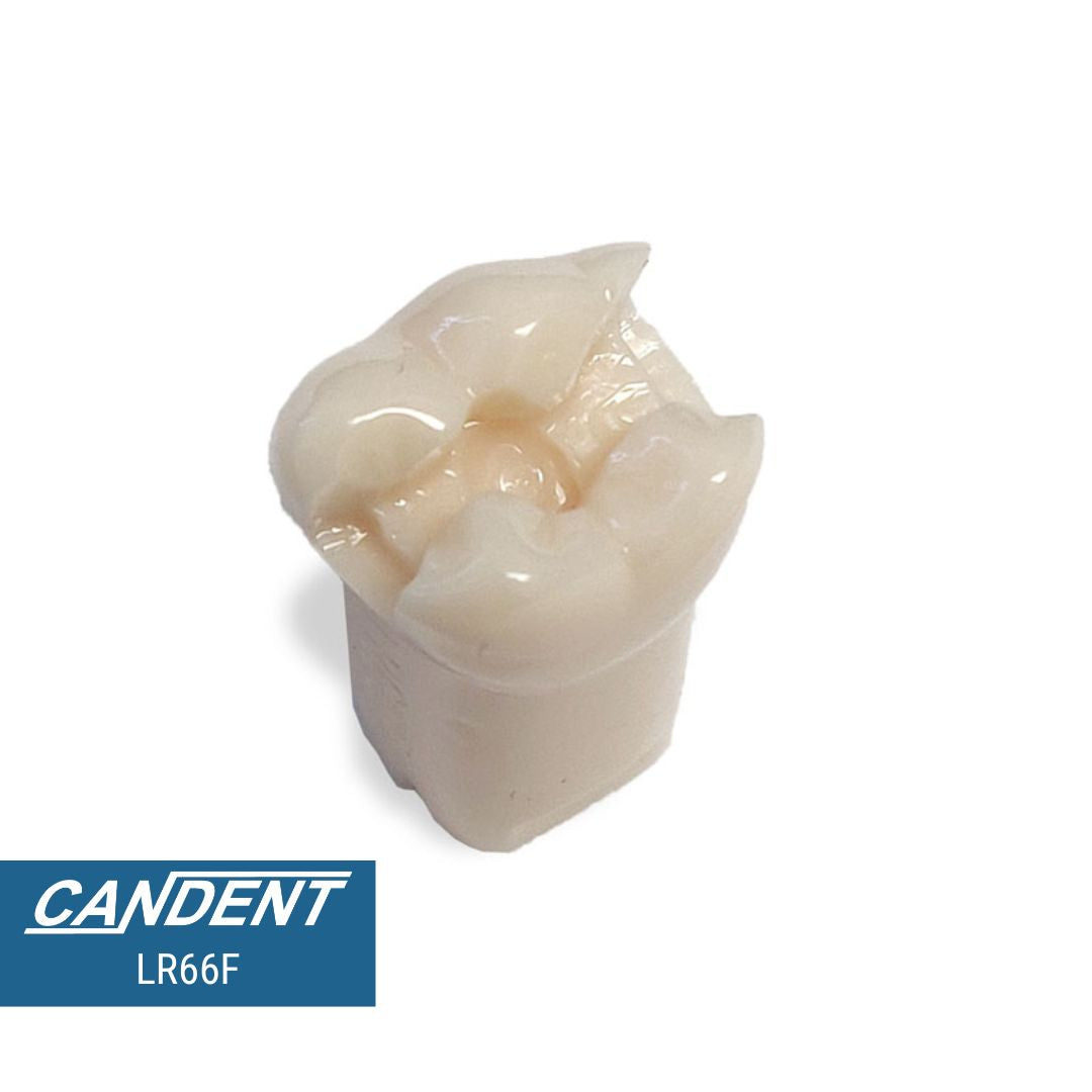 200 Series Pre-prepared Teeth