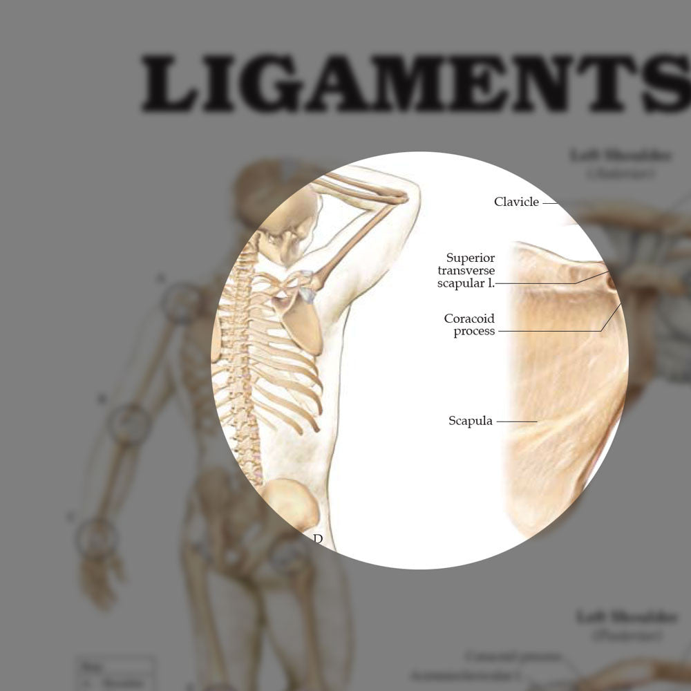 Ligaments of the Joints - highlight