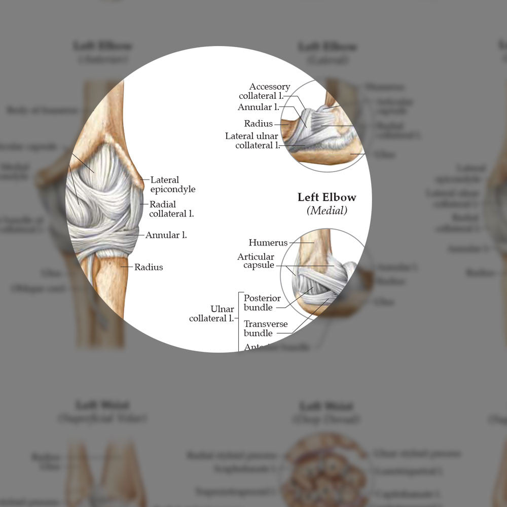 Ligaments of the Joints - highlight