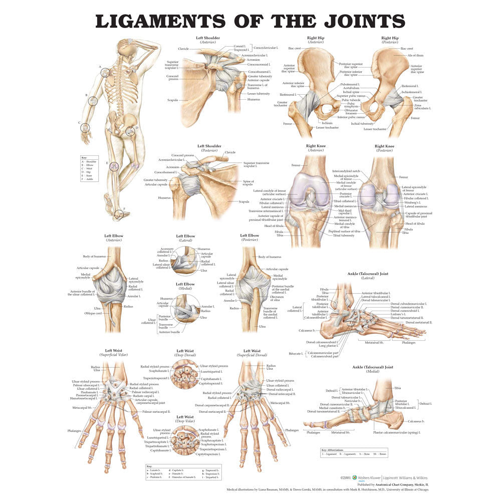 Ligaments of the Joints