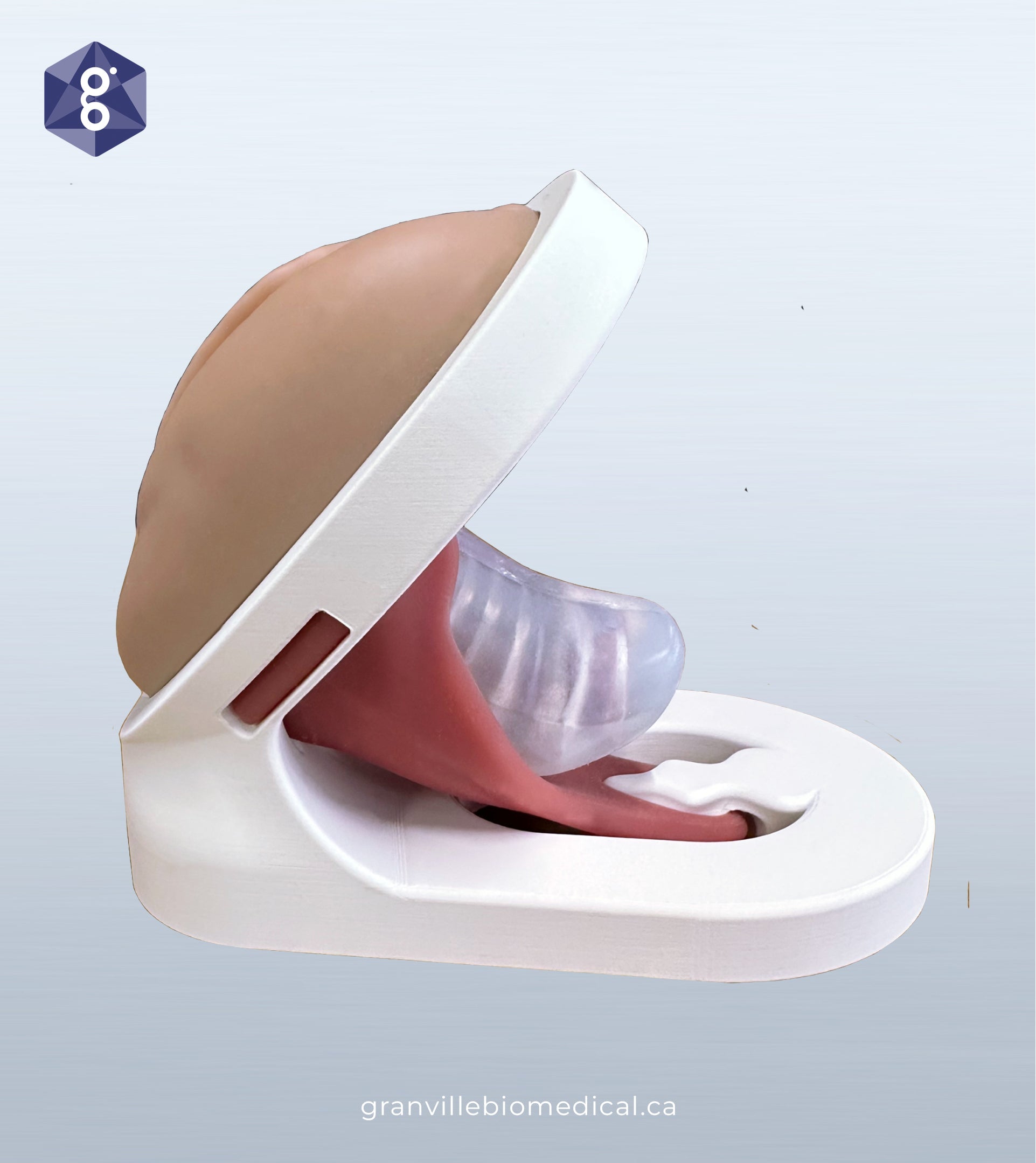 NEW! pelvic floor model, in medium skin tone