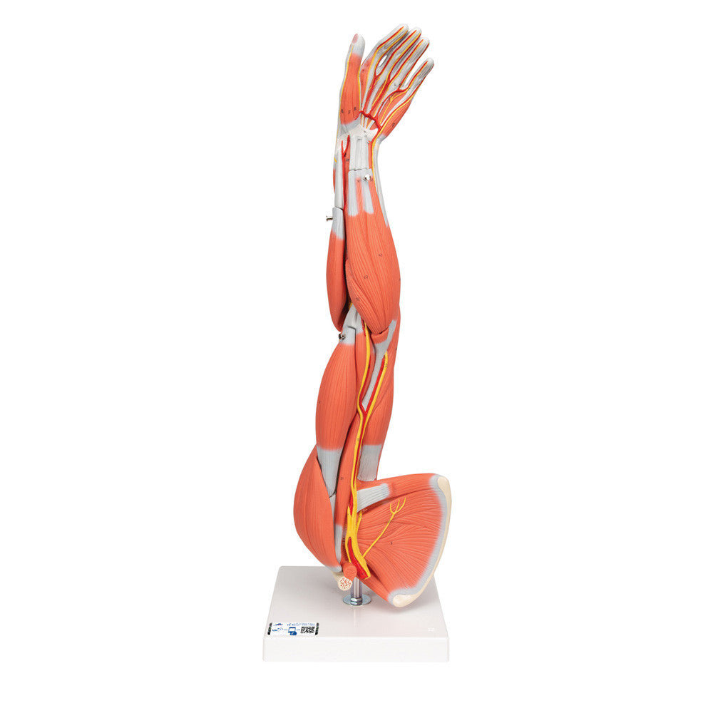 M10_01_1000_1000_Muscle-Arm-Model-Life-Size-6-part-3B-Smart-Anatomy__89513.1608999708.1280.1280.jpg