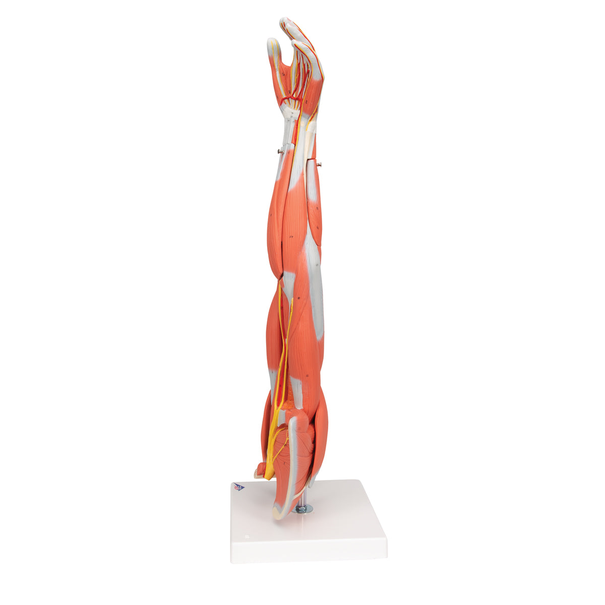 Muscle Arm Model, 3/4 Life-Size, 6 part - 3B Scientific M10, view 11