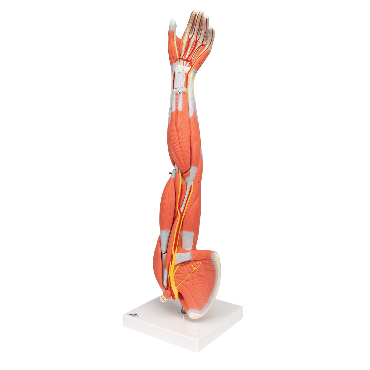 Muscle Arm Model, 3/4 Life-Size, 6 part - 3B Scientific M10, view 12