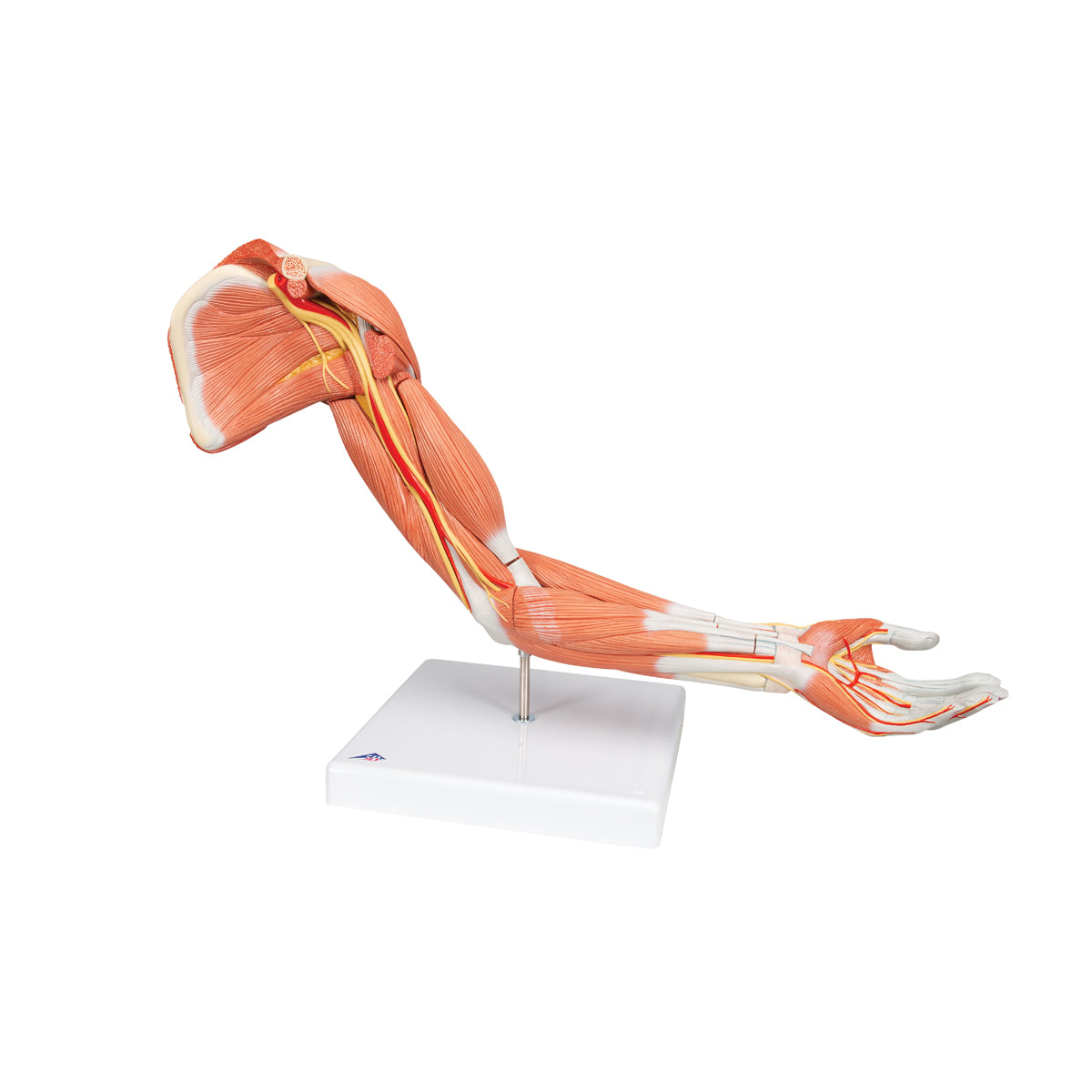 Life-Size Deluxe Muscle Arm Model, 6 part