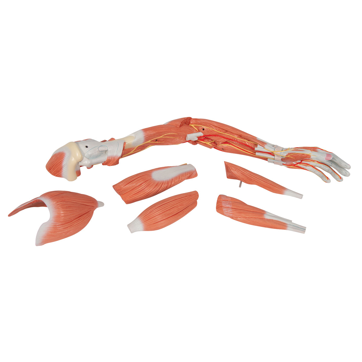 Life-Size Deluxe Muscle Arm Model, 6 part