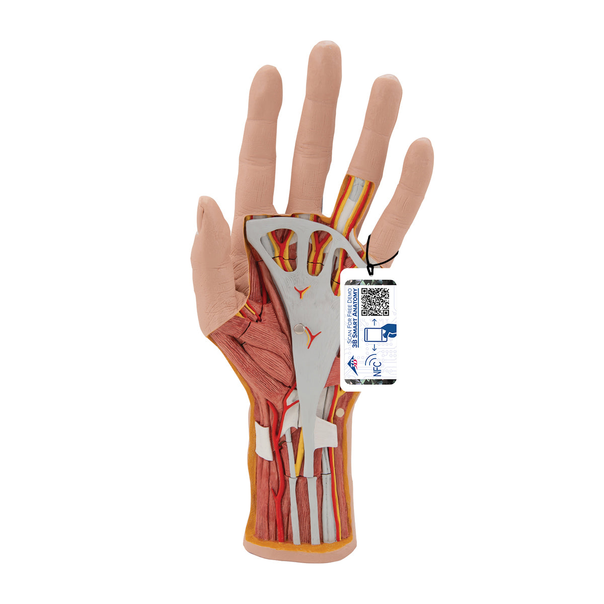 Life-Size Hand Model with Muscles, Tendons, Ligaments, Nerves & Arteries, 3 part - 3B Scientific M18, view 8