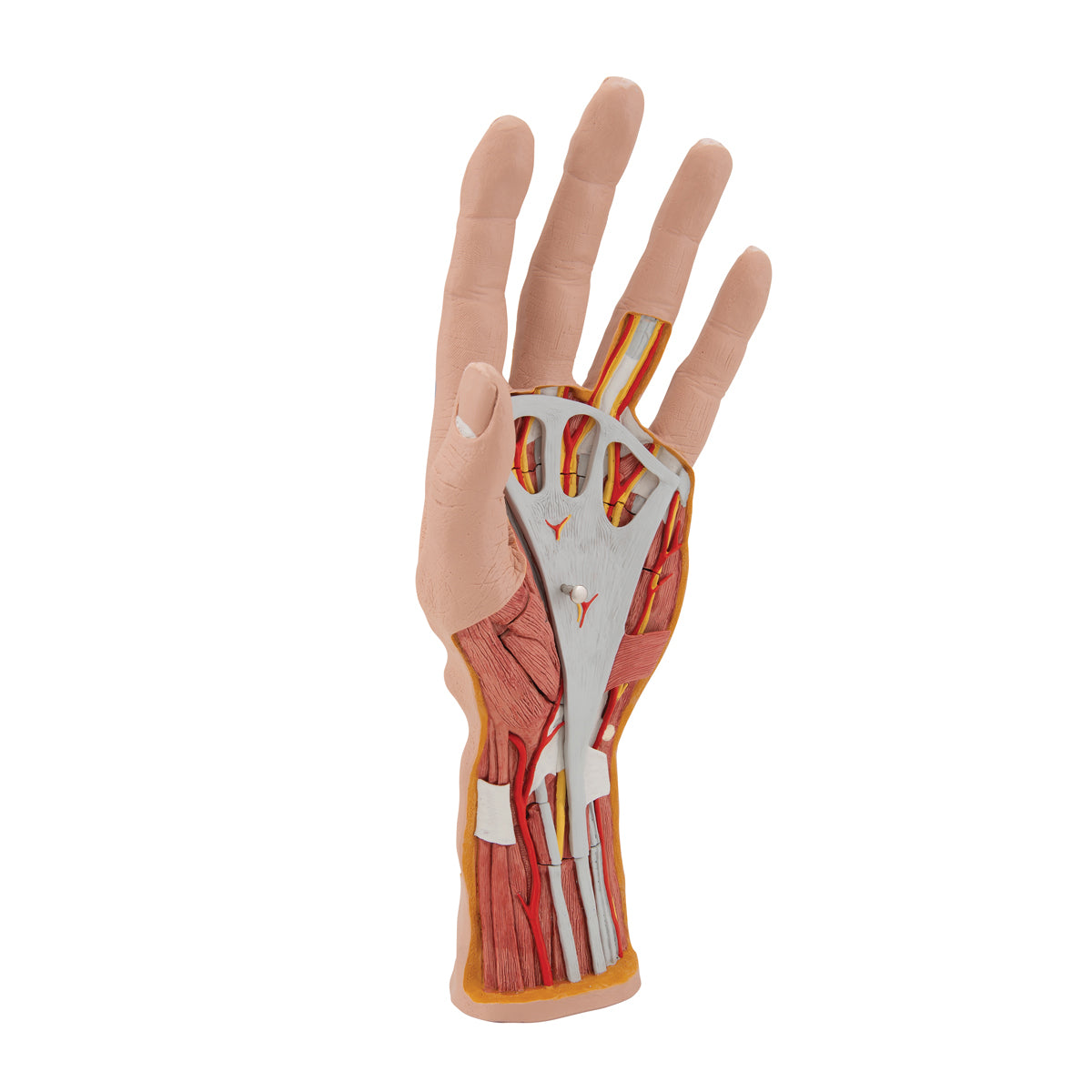 Life-Size Hand Model with Muscles, Tendons, Ligaments, Nerves & Arteries, 3 part - 3B Scientific M18, view 9