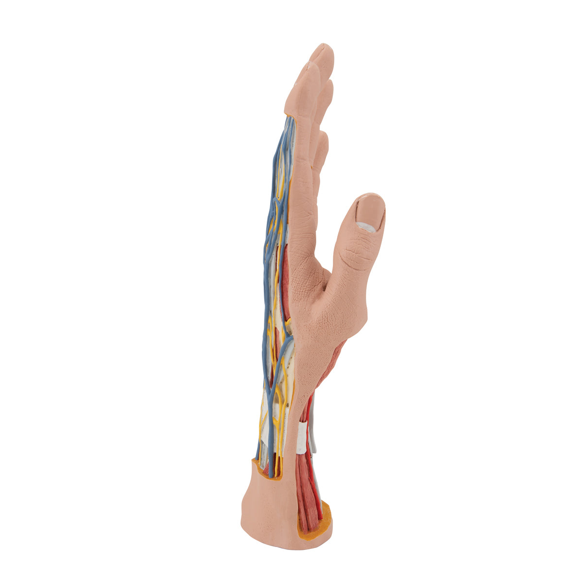 Life-Size Hand Model with Muscles, Tendons, Ligaments, Nerves & Arteries, 3 part - 3B Scientific M18, view 10