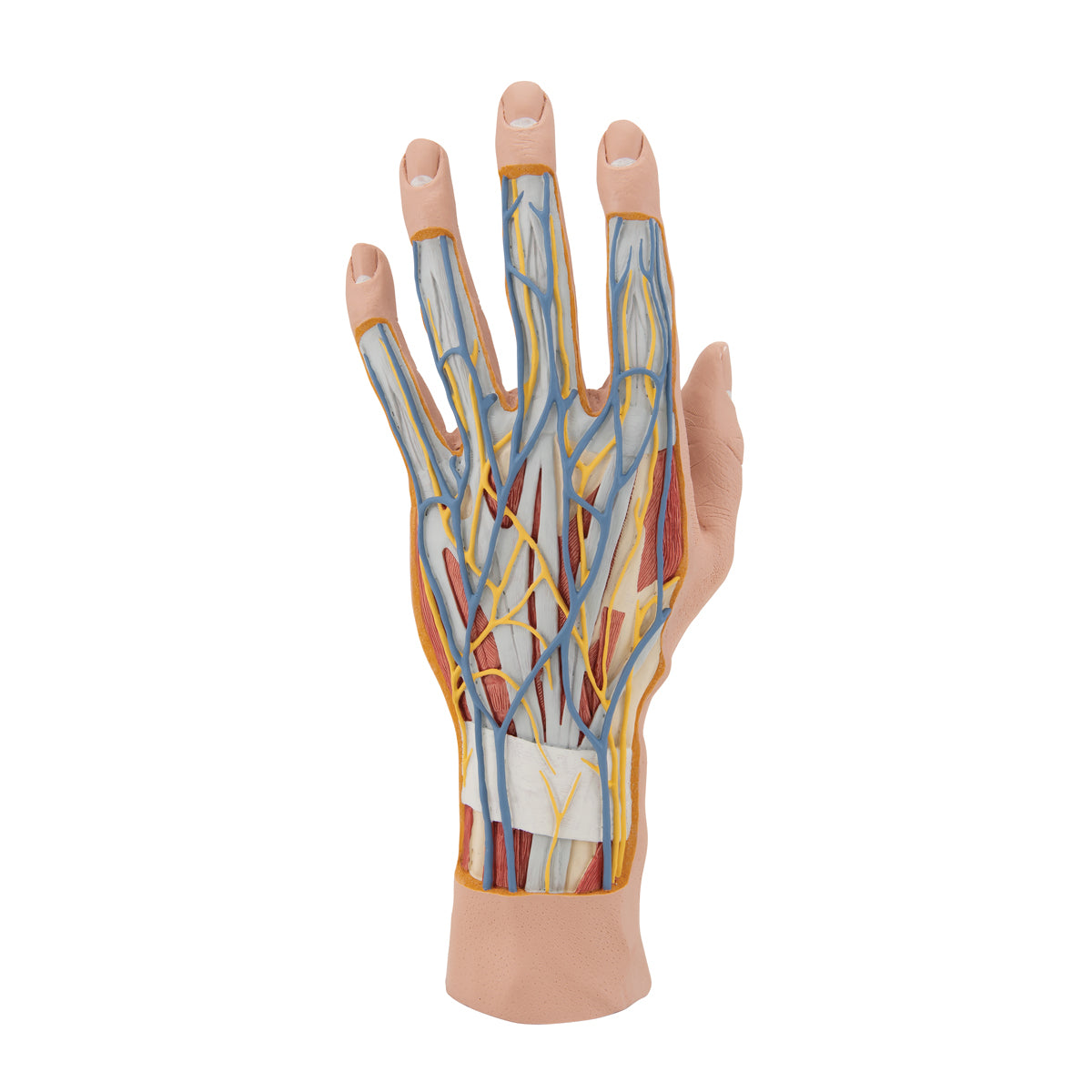 Life-Size Hand Model with Muscles, Tendons, Ligaments, Nerves & Arteries, 3 part - 3B Scientific M18, view 11