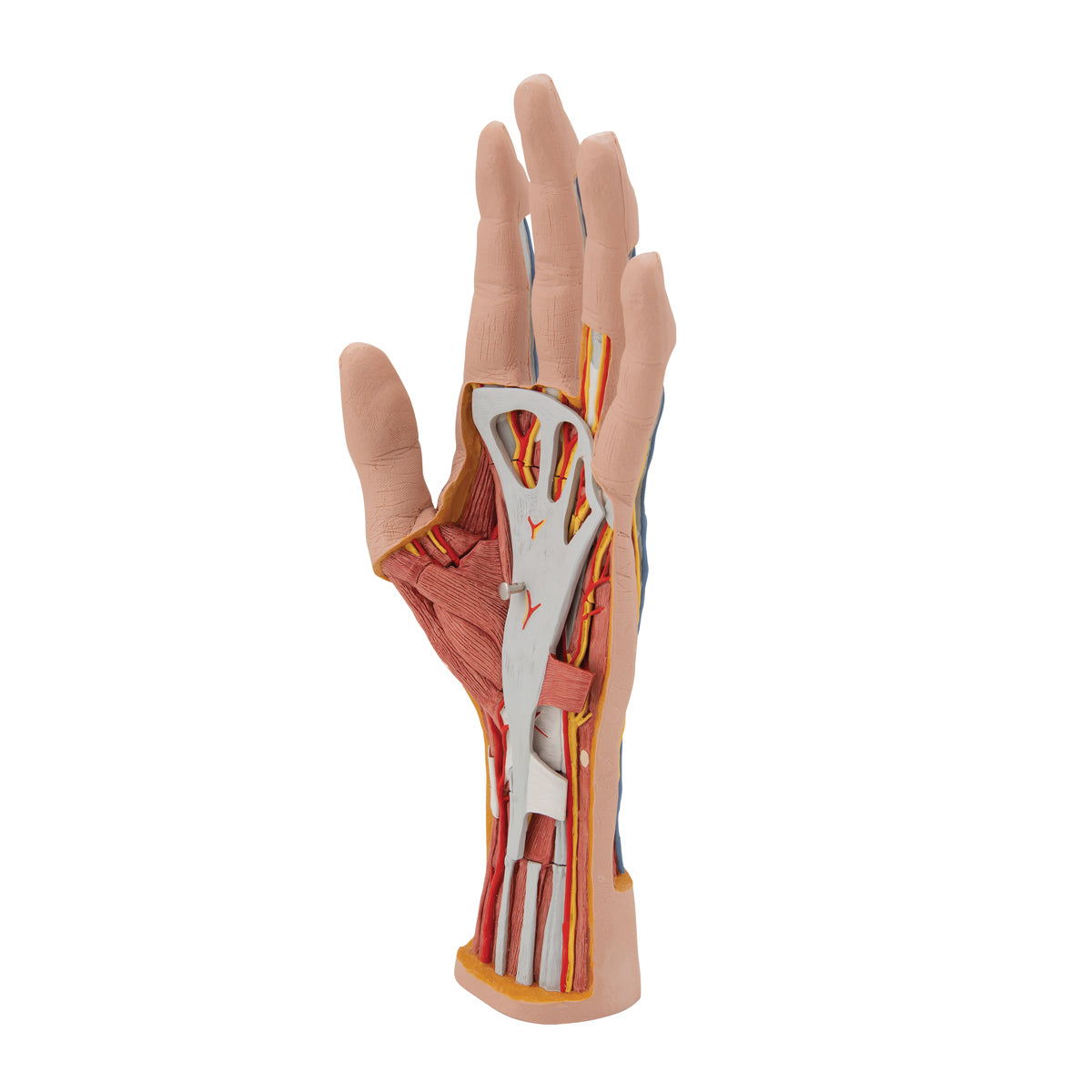 Life-Size Hand Model with Muscles, Tendons, Ligaments, Nerves & Arteries, 3 part - 3B Scientific M18, view 13