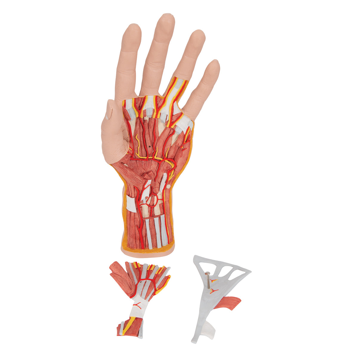 Life-Size Hand Model with Muscles, Tendons, Ligaments, Nerves & Arteries, 3 part - 3B Scientific M18, view 14