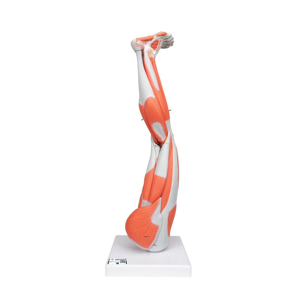 Muscle Leg Model, 3/4 Life-Size, 9 part - 3B Scientific M20, view 8