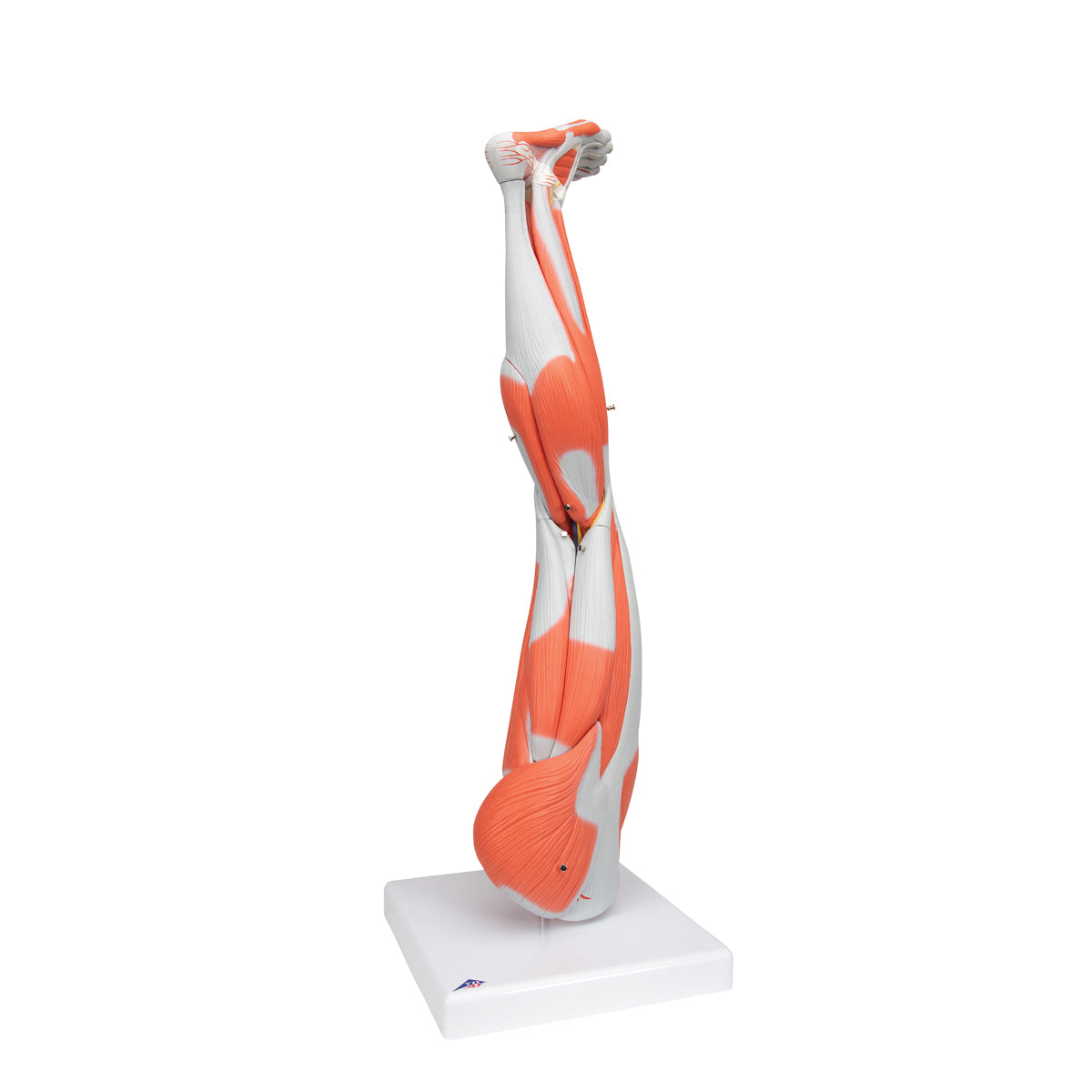 Muscle Leg Model, 3/4 Life-Size, 9 part - 3B Scientific M20, view 2