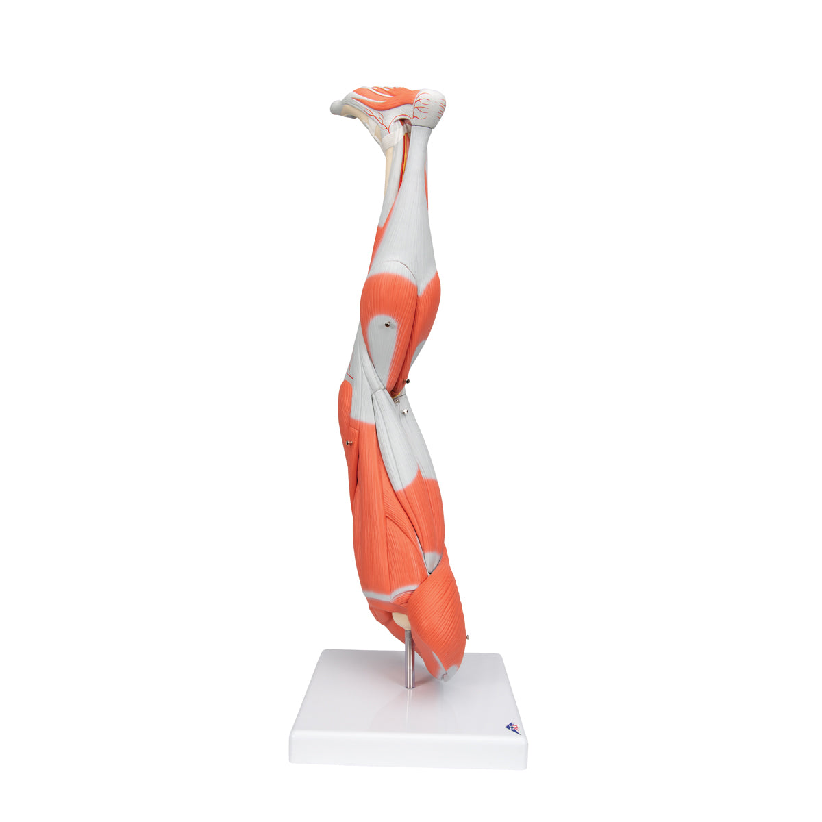 Muscle Leg Model, 3/4 Life-Size, 9 part - 3B Scientific M20, view 3