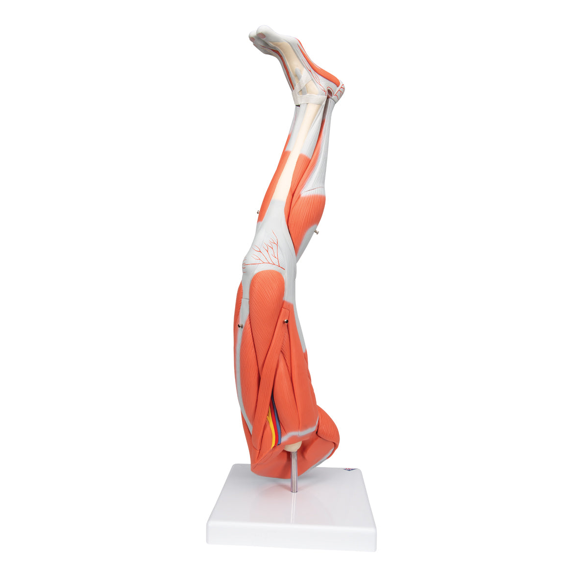 Muscle Leg Model, 3/4 Life-Size, 9 part - 3B Scientific M20, view 4