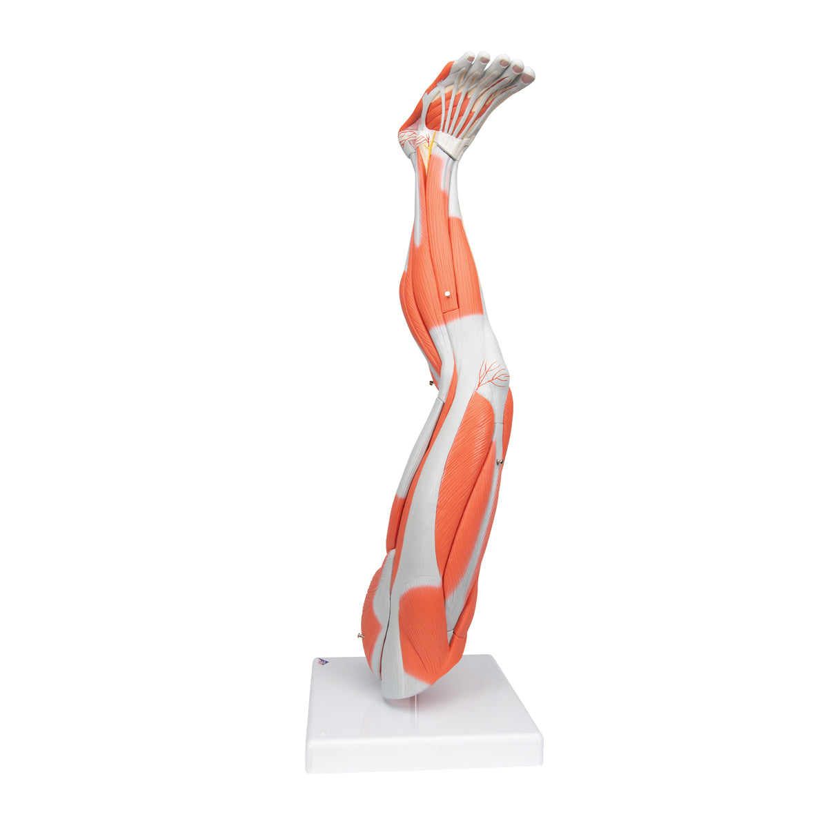 Muscle Leg Model, 3/4 Life-Size, 9 part - 3B Scientific M20, view 5